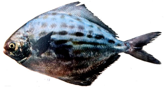 Stromateus fiatola_07.jpg